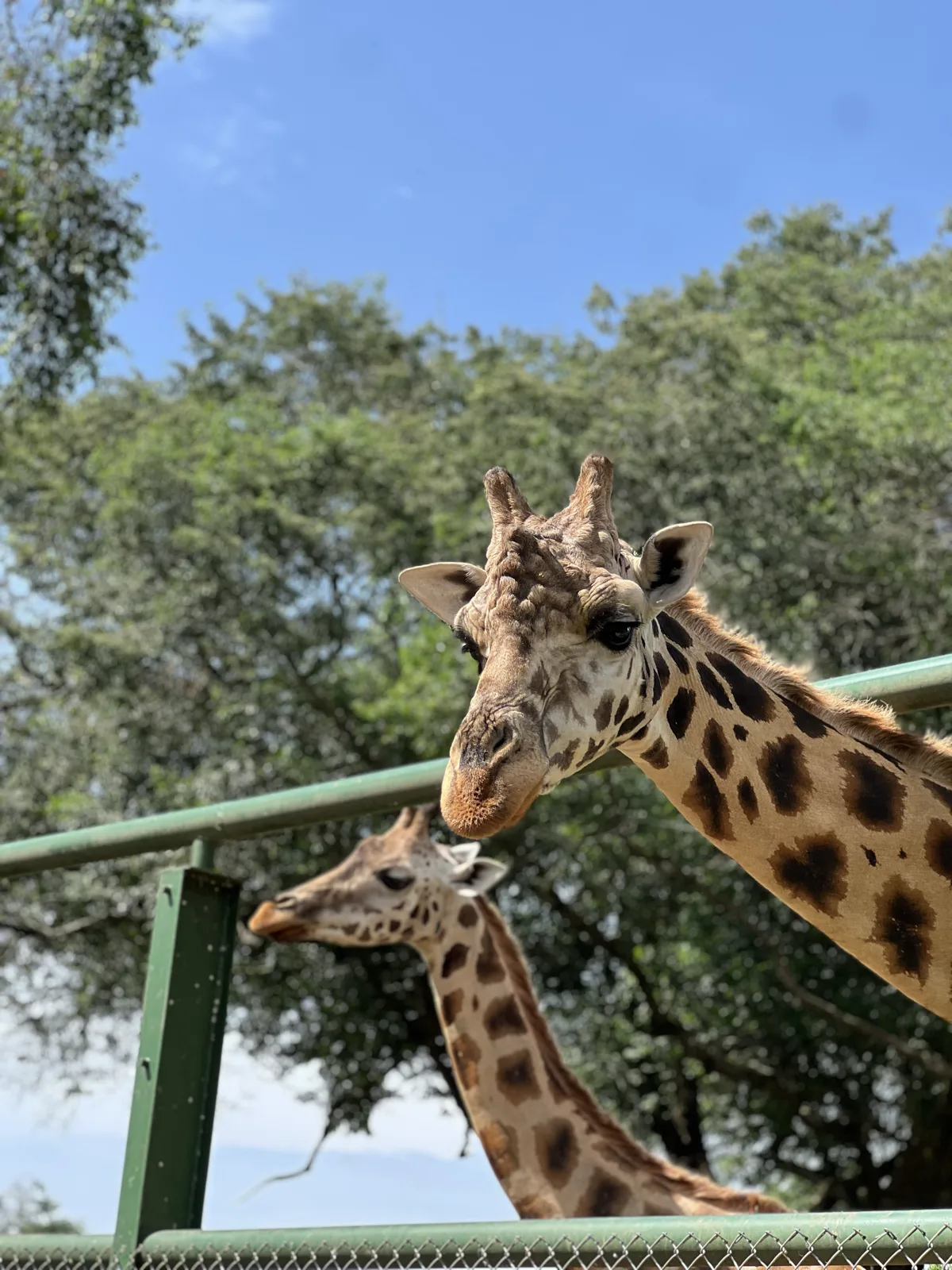 Giraffes at the Uganda Wildlife Conservation Education Centre, Entebbe